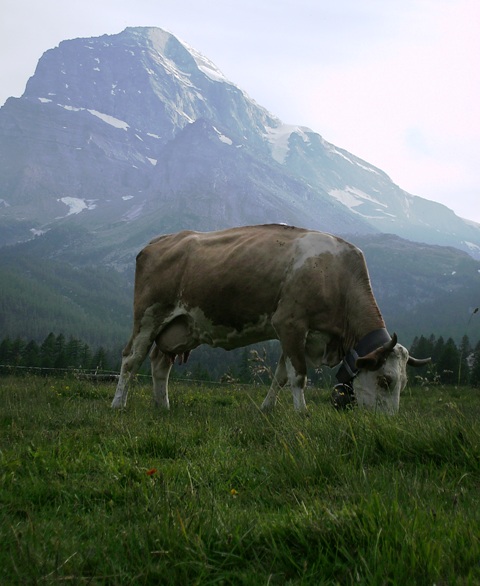 prati verdi e pascoli con mucche vacche in montagna per formaggi deliziosi